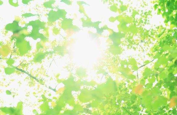 簡単設置でコンパクト！新しいタイプの捕虫器ルイクスを扱う高知市の双立美装